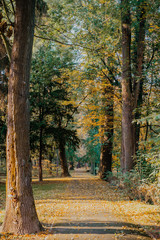 autumn leaves on grass