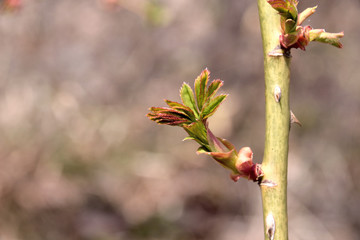 Sprout of rose. Vitality of nature.
