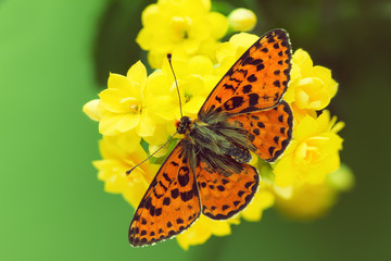 The Melitaea didyma red-band fritillary beautiful butterfly on a yellow flower. Close-up of spotted fritillary butterfly.