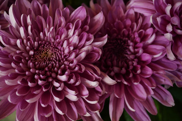 flowers pink chrysanthemums in the bouquet closeup