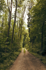 Beautiful green forest with cloudy blue sky 