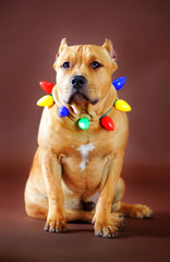 pitbull wearing christmas light decoration