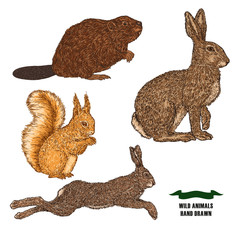 Obraz premium Forest animal hare, rabbit, beaver and squirrel. Hand drawn colored sketch on white background. Vector illustration vintage.