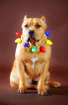 Pitbull Wearing Christmas Light Decoration