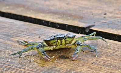 Green crab on a wooden pier