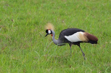 grue royale d'Afrique dans l'herbe verte de la savane du parc Amboseli, au Kenya