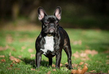 Französische Bulldogge