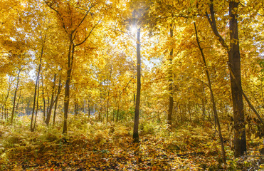 sun shining through autumn trees.