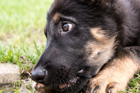 The face of small puppy of german shepherd.