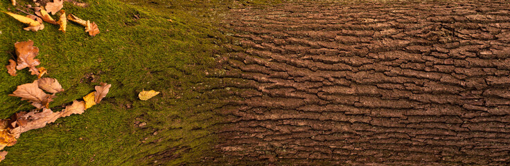 Embossed texture of the bark of oak with green moss. Panoramic photo of the oak texture.
