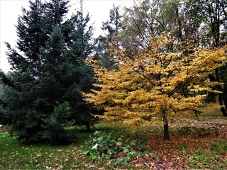 drzewa jesień liscie