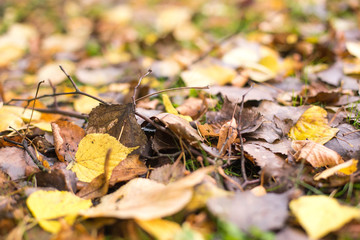 Autumn leaves background