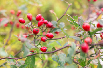 Obraz premium Rose hips
