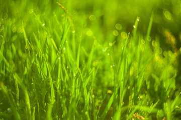 Green grass and drops of morning dew