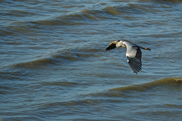 Grey heron flying