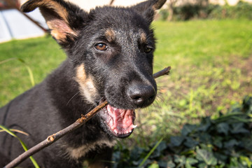 The face of small puppy of german shepherd.