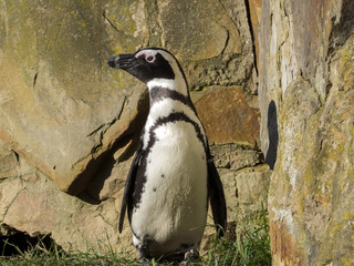 Naklejka premium African penguin, Spheniscus demersus, nests in South Africa