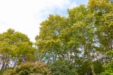 Fototapeta premium Park woods