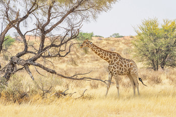 Kalahari Giraffe