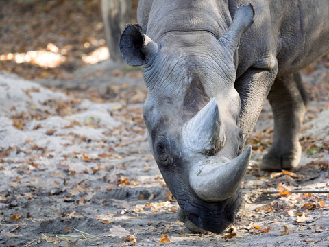 portrait of Black rhinoceros, Diceros bicornis, with large horns