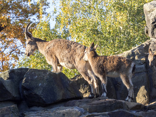 Siberian ibex, Capra sibirica, female with baby