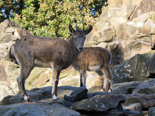 Siberian ibex, Capra sibirica, female with baby