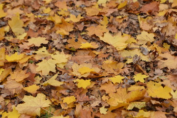autumn leaves