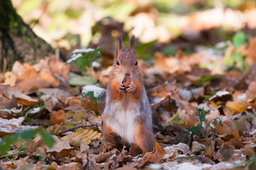 red squirrel on a branch in autumn