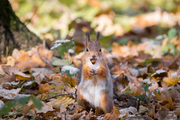 Naklejka na ściany i meble red squirrel on a branch in autumn