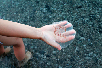 Transparent jellyfish on the shore.