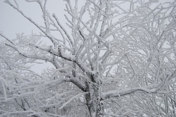 Ein Baum im Winter