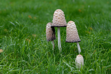 mushroom in green grass