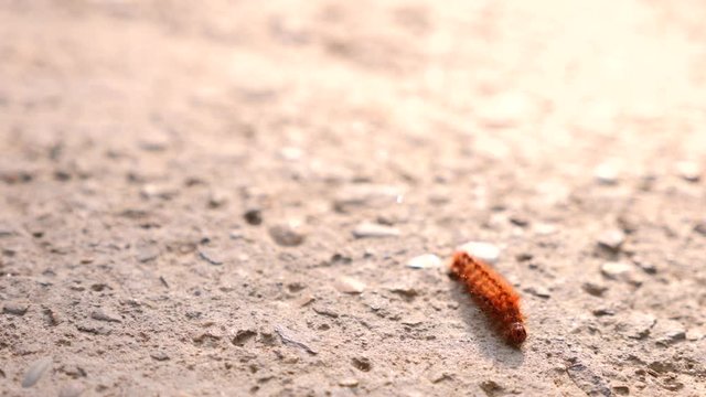 Close the video of the beautiful caterpillar creeping over the concrete cover. 4k, slow-motion shooting, copy space