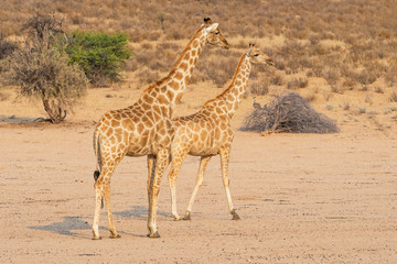 Giraffe Pair