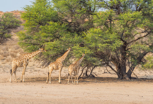 Giraffes Feeding