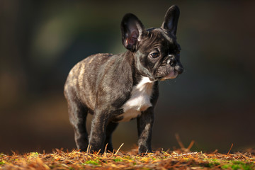 Purebred french bulldog puppy looking in a autumn forest
