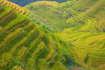 Obraz premium Longji Rice Terraces