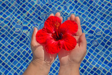 Tropical hibiscus flower in water