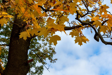 maple with yellow leaves against the sky