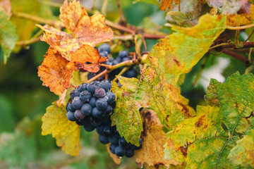 Ripe bunches of dark red grapes with dew drops, autumn harvesting of grapes in South Moravia