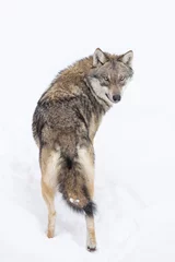 Photo sur Plexiglas Loup Loup gris en hiver