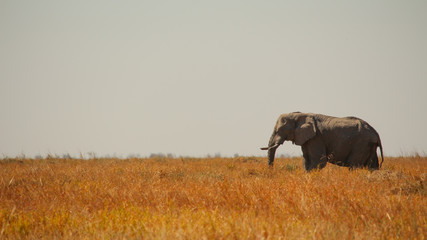 elefant in der Savanne