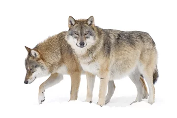 Foto auf Acrylglas Wolf Zwei graue Wölfe isoliert auf weiß
