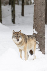 Naklejka premium Gray wolf in snow