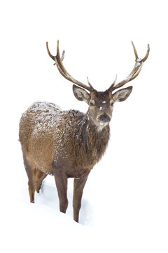 Red deer isolated