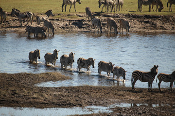 Zebras bei der Flussdurchquerung