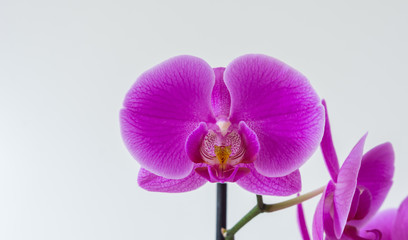 Orchidee auf weißem Hintergrund