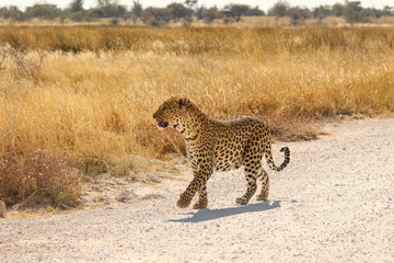 Leopard im Etosha