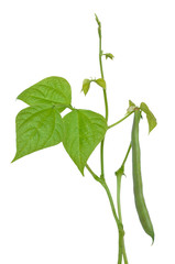 Branch of Phaseolus vulgaris