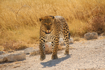 Leopard im Etosha